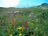 Tanti altri fiori sempre nella conca dei Campelli